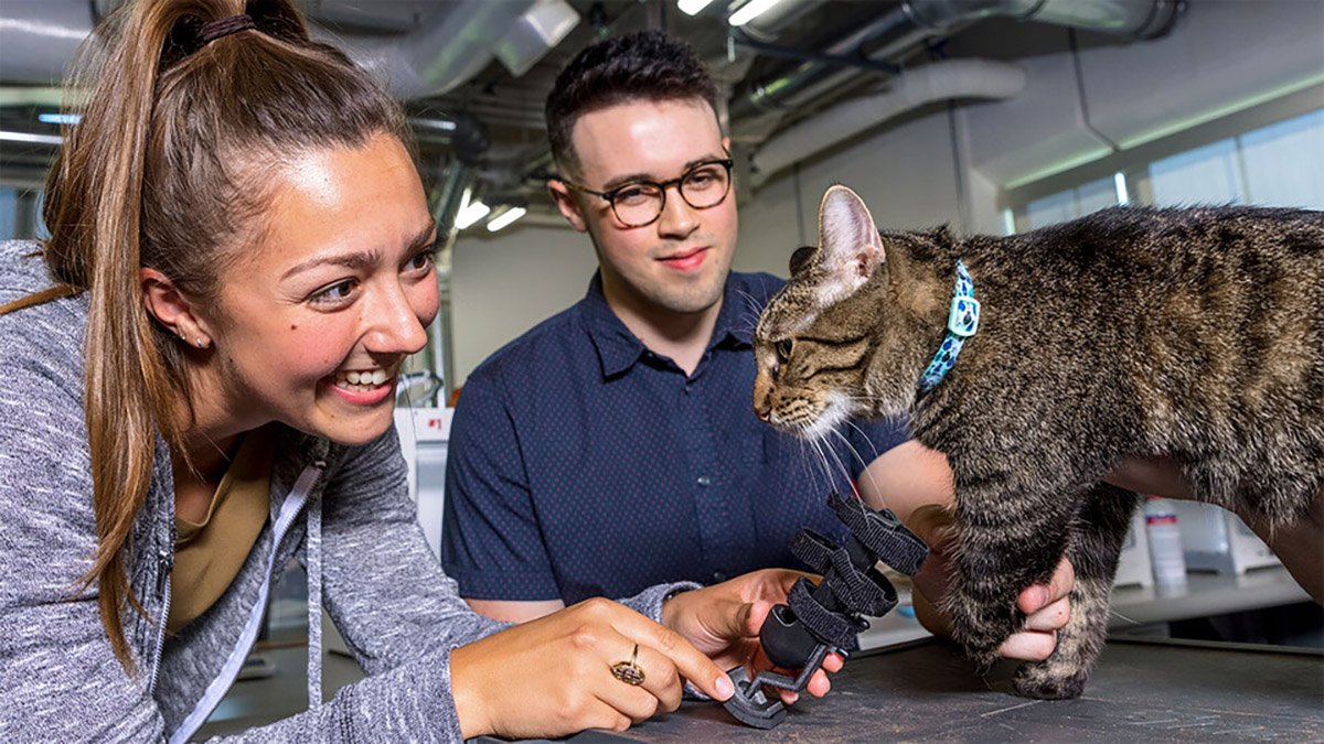 Engineering students working with a cat