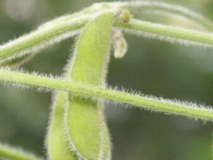 Soybeans