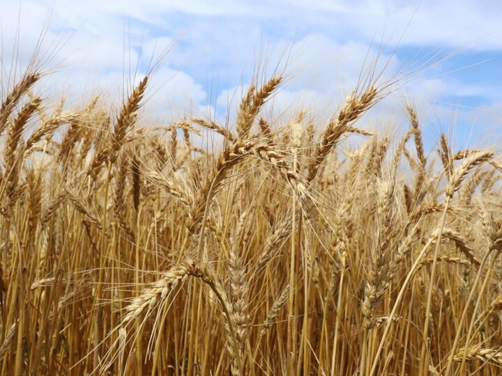 Wheat