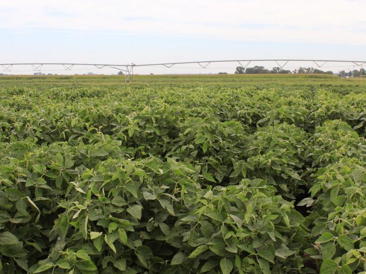 Field of soybeans