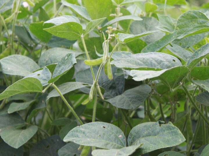 Soybean plant with pods