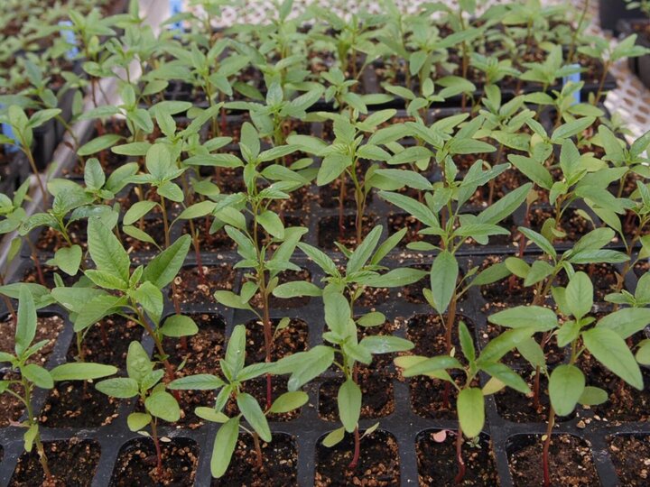 Plants growing in greenhouse
