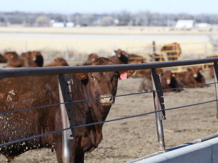 Cows standing in feedlot