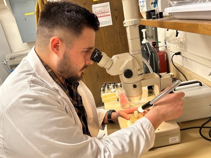 Scientist looking through a microscope of an insect.