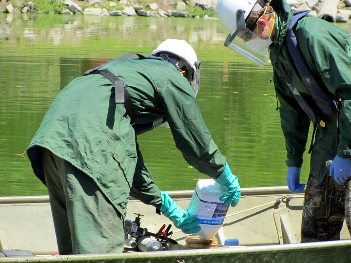 Two workers preparing treatment for copper chelates