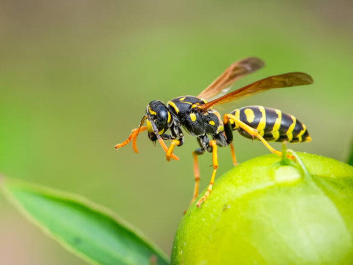 Yellow-striped wasp perched on a green fruit with blurred foliage in the background.